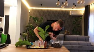 Посадка черенков Фикуса Лирата в горшки. Коротко об уходе за саженцами