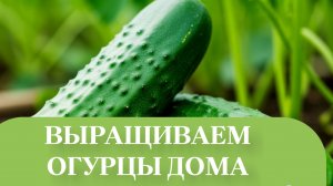 огурец с трудом но растёт.