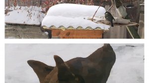 Дом, природа, непогода, Максик, Мишка, тесто в миске! Мой день!🤗