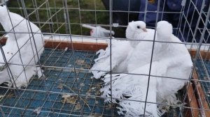 7.12.2025 г Ярмарка Хатукай, Усть -Лабинск ч.1