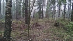 Коп по войне прогулка по осеннему лесу