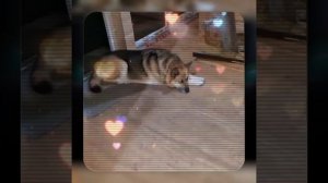 1000042079.mp4 (Собака смотрит на монтаж электропроводки (монтаж п/переключателя) в доме А-фрейм)