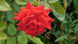 ВИДЕО  ПВН  ББ   (733)