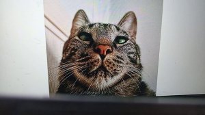 Рыма чек-осталось отхлестать рыбой сожителя