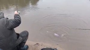 Спортзона.На блесну