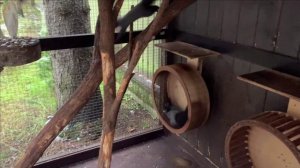 Содержание черных белок.Перед переездом в новый вольер.