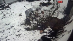 Драка за еду. Уносят  ее в свои  тайники      ПОДПИШИСЬ