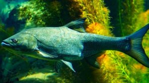 На меня вышли 3 жереха