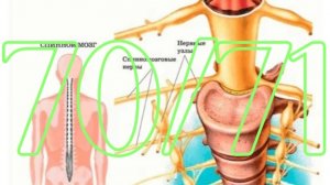 Улучшаем нервную проводимость
