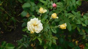 ВИДЕО  ПВН  ББ   (767)