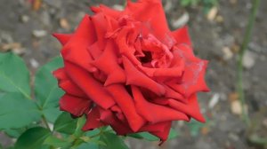 ВИДЕО  ПВН  ББ   (728)