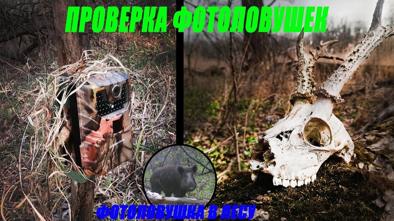 Иду на солонец. Что сняла фотоловушка. Интересные находки Фотоловушка в лесу