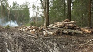 Лесничие продолжают наводить чистоту в егорьевских лесах
