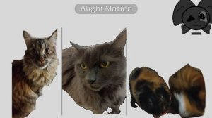 Пов: что творится у нас дома