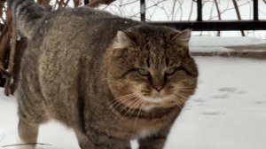 ДНЕВНИК лесного кота БАРСИКА: «Разбег - прыжок!»  - 11 декабря 2025