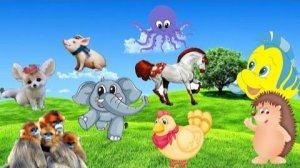 Милые животные, занятия знакомых животных - собак, кошек, курица