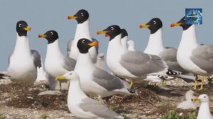 Какие животные обитают на водоёмах