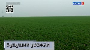 В ДНР озимыми культурами засеяно более 190 тыс. гектаров