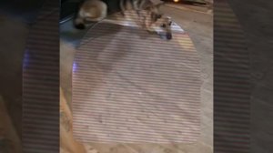 1000042078.mp4 (Собака смотрит на монтаж электропроводки (монтаж п/переключателя) в доме А-фрейм)