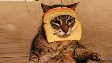 СМЕШНО ДО СЛЕЗ 😹😍 СМЕШНЫЕ КОТЫ, ЛУЧШИЕ ПРИКОЛЫ С КОТАМИ, СОБАКАМИ КОШКИ,СОБАКИ , ЖИВОТНЫЕ 🥰