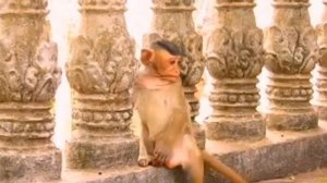 Макака–мать: Я красиво ... 1000042444.mp4