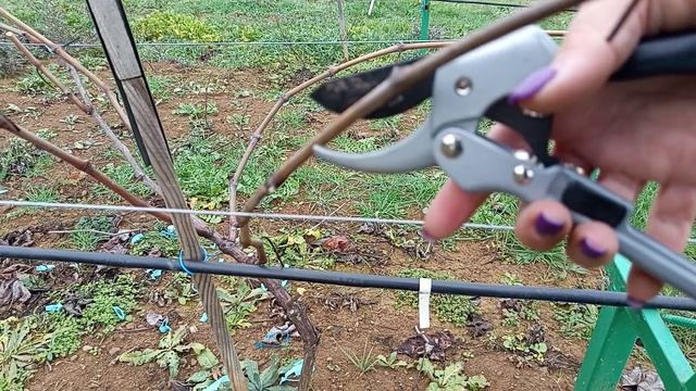 Обрезка Молодого виноградника. Крым. Декабрь