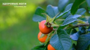 Исцеление Ног*Здоровые, Крепкие, Сильные Ноги*Скрытые Аффирмации*Саблиминал.