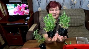 СЕКРЕТЫ РОЗМАРИНА! Как вырастить полезную пряность дома!!