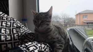 Семейный влог