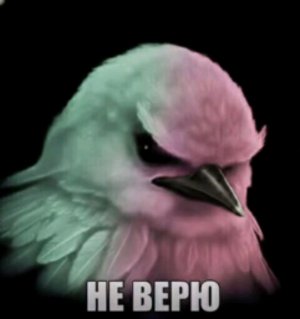 не верчовл