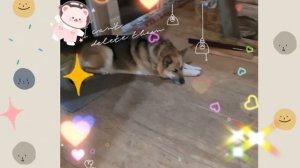 1000042064.mp4 (Собака смотрит на монтаж электропроводки (монтаж п/переключателя) в доме А-фрейм)