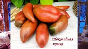 Первый обзор сортов томатов, Новинок, на сезон 2026 год...... в мою коллекцию....