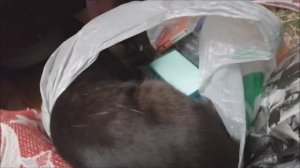 Котенок Дым-Дымыч выбирает аудио кассеты