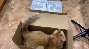 Рыжик развлекается )))