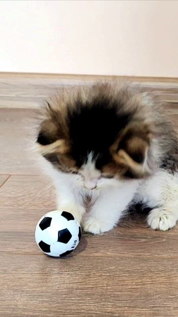 Котенок, как футболист. #котенок #котята