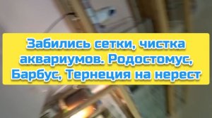 Забились сетки, чистка аквариумов. Родостомус, Барбус, Тернеция на нерест