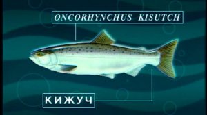 Почему при нерестовом ходе перестаёт питаться Кижуч (Coho salmon) — Oncorhynchus kisutch ?