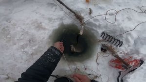 Продолжение утренней рыбалки. Проверка перемётов на Енисее.