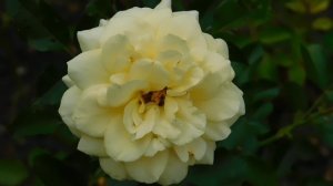 ВИДЕО  ПВН  ББ   (759)