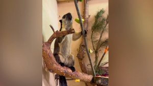 Гигантская белка поселилась в Ленинградском зоопарке