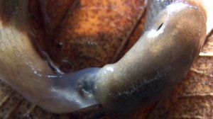 Выхухоль и Росомаха. "Жёсткий  дзен"