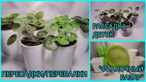 Пересадки фиалок. Отсадка и рассадка деток. "Фиалочный базар".