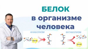 Белок в организме человека. Роль. Функции. Норма белка в питании.