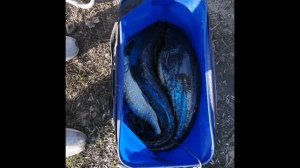 Рыбалка на р. Десна Ноябрь 2025г