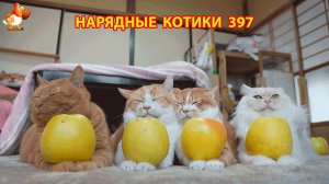 Нарядные Котики расслабляются на солнышке 🌞 🐈🐈🐈 (397)