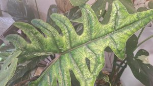 Цветочные новости. ДЕКАБРЬ