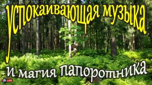 УСПОКАИВАЮЩАЯ МУЗЫКА И МАГИЯ ПАПОРОТНИКА