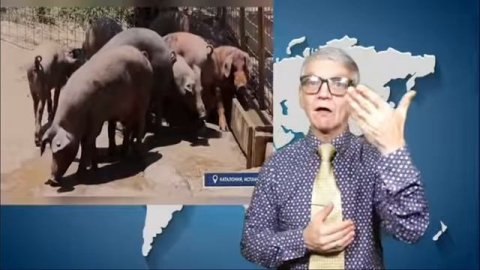 новости глухих 11.12.2025