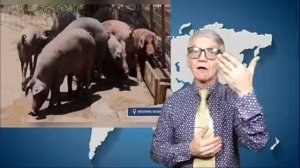 новости глухих 11.12.2025