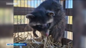 В Ставрополе волонтеры спасли попавшего в трансформаторную будку енота